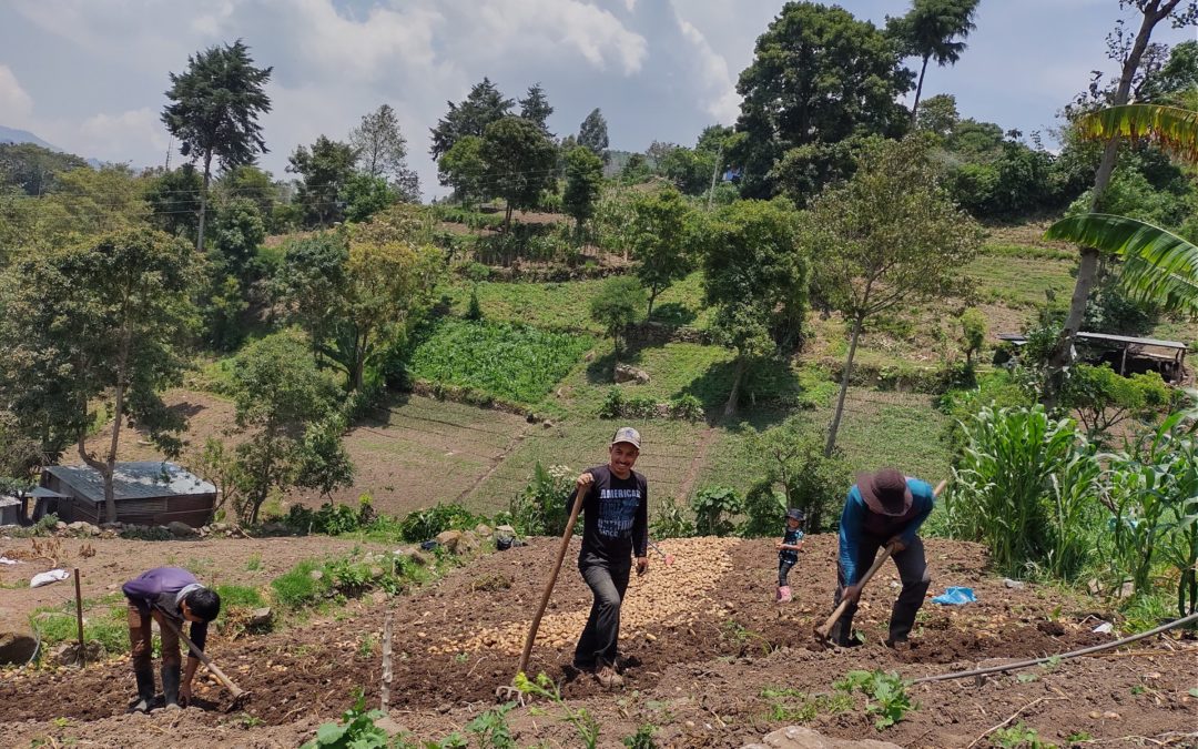 MUNI-K´AT impulsa proyecto agrícola en el Municipio de San Antonio Sacatepéquez, San Marcos.