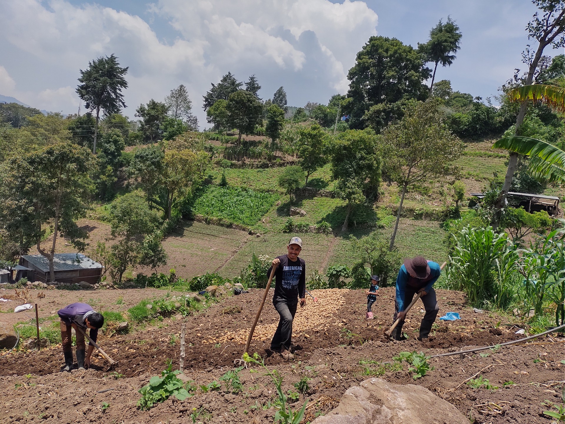 MUNI-K´AT impulsa proyecto agrícola en el Municipio de San Antonio Sacatepéquez, San Marcos.