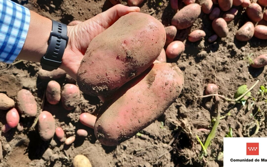 Parcela piloto de producción agroecológica en la comunidad de Vista Hermosa del Municipio de San Antonio Sacatepéquez.
