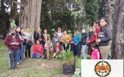 Grupos de mujeres del municipio de San Antonio Sacatepéquez, participan en  jornada de reforestación.